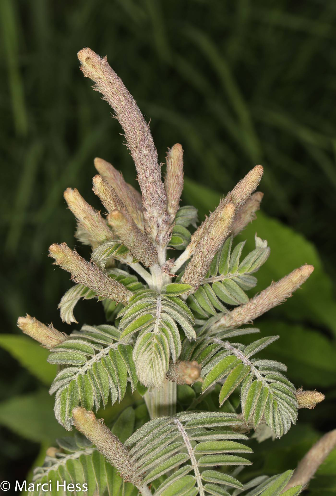 Amorpha canescens image