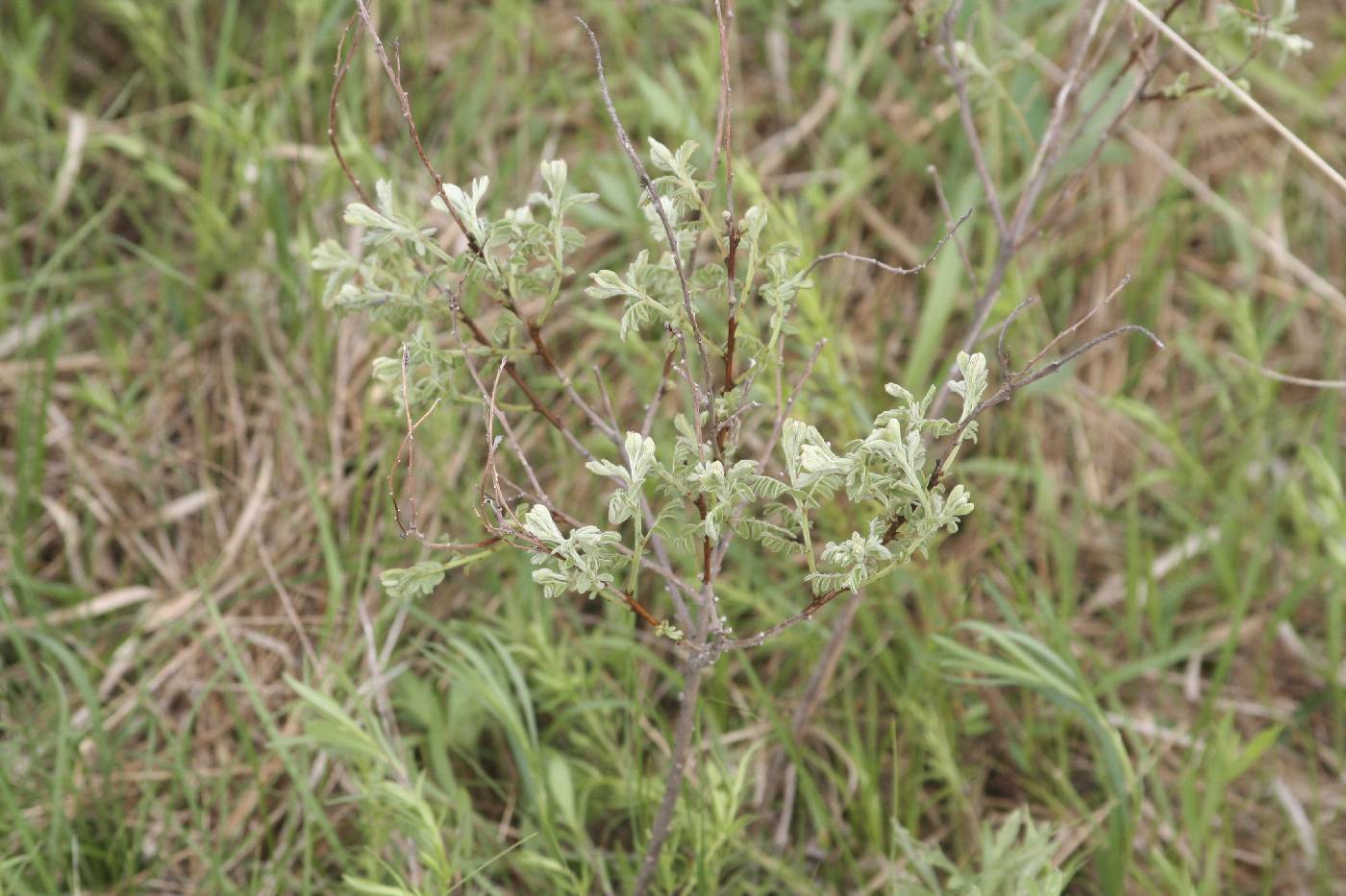 Amorpha canescens image