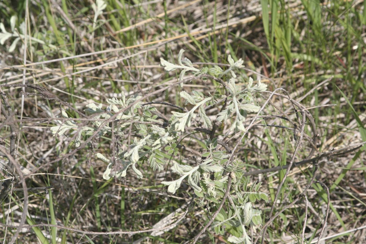 Amorpha canescens image
