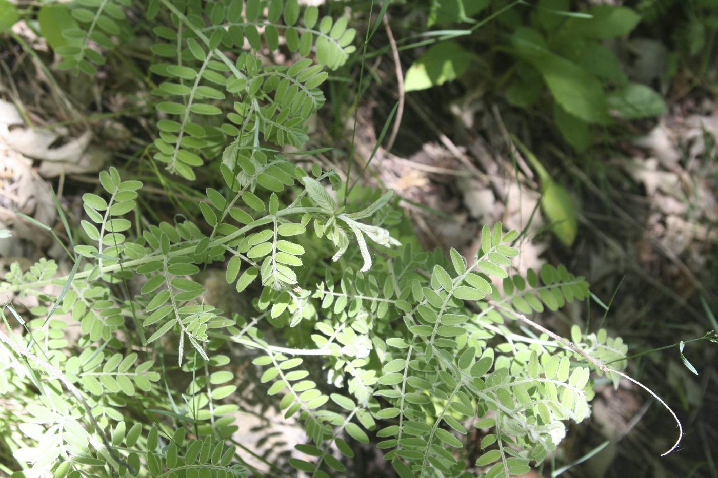 Amorpha canescens image