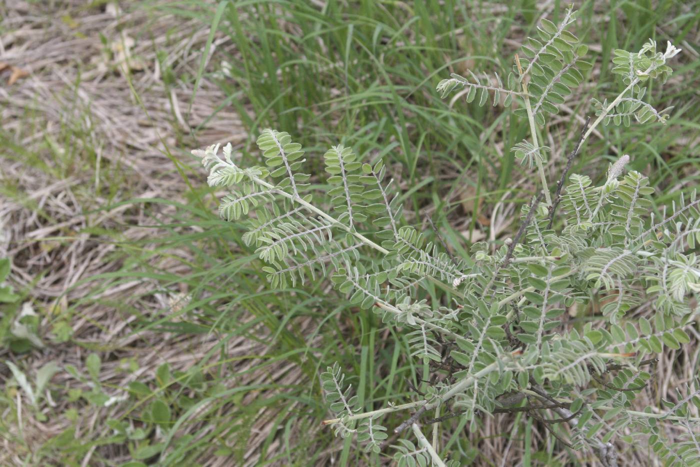 Amorpha canescens image