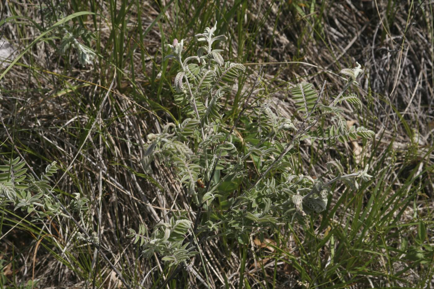 Amorpha canescens image