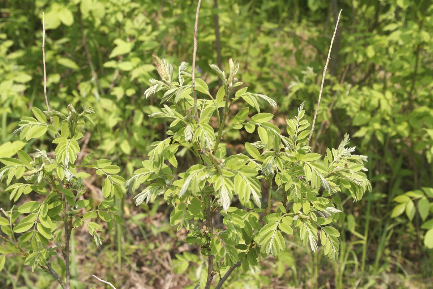 Amorpha fruticosa image