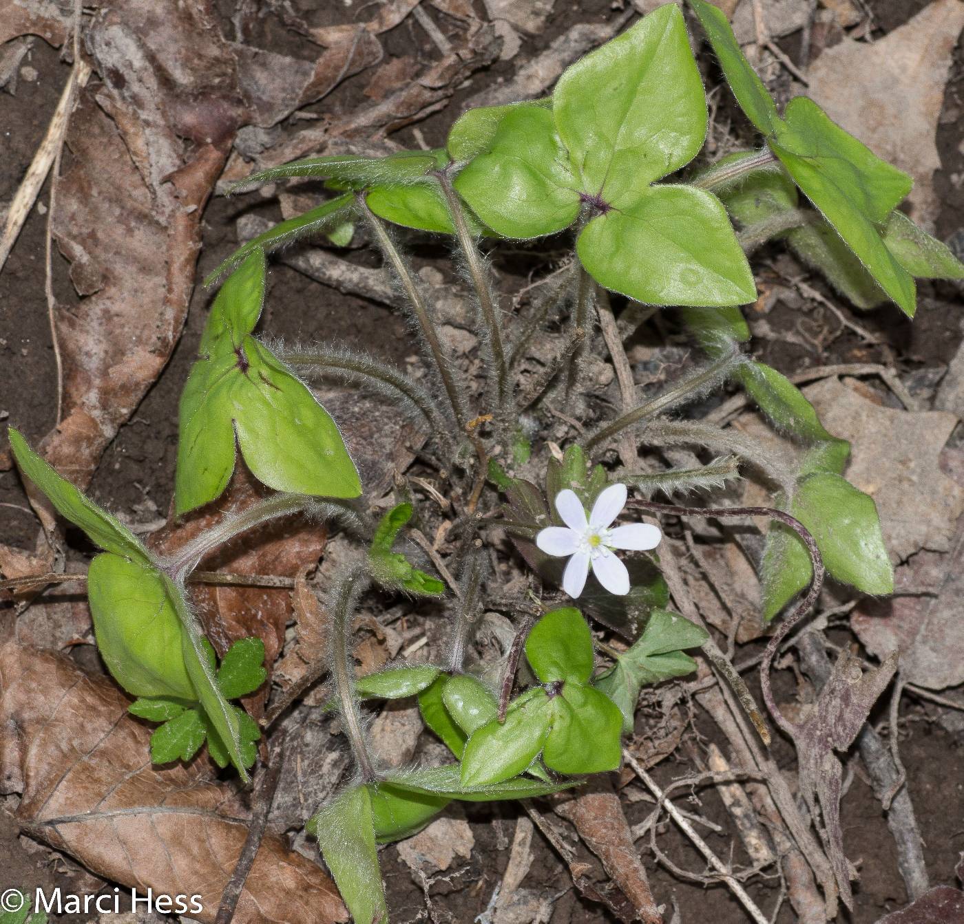 Anemone acutiloba image