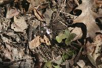 Anemone acutiloba image