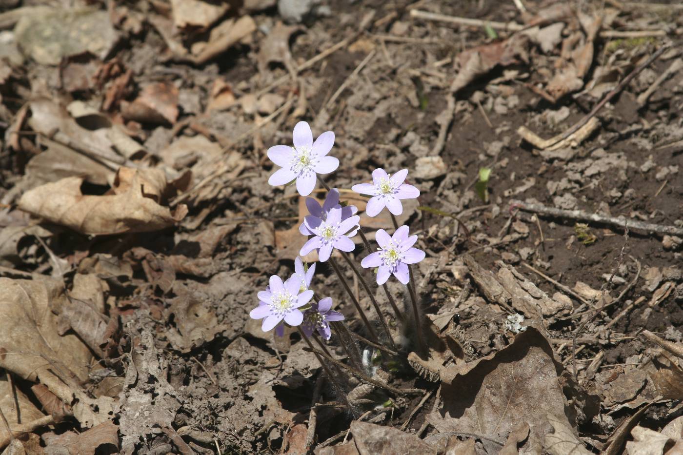 Anemone acutiloba image