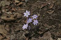 Anemone acutiloba image