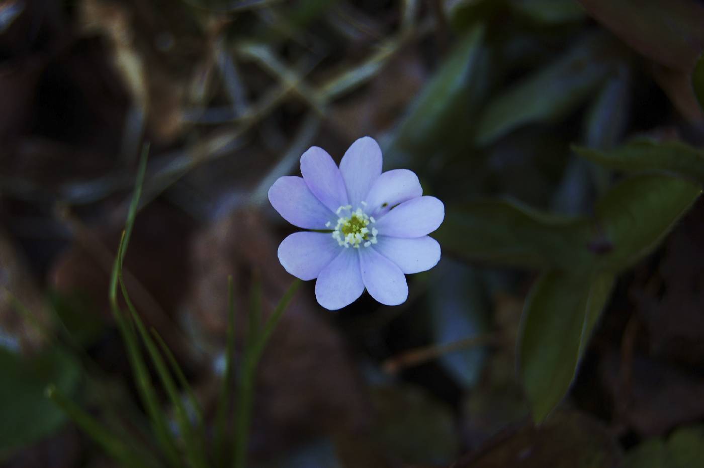 Anemone acutiloba image