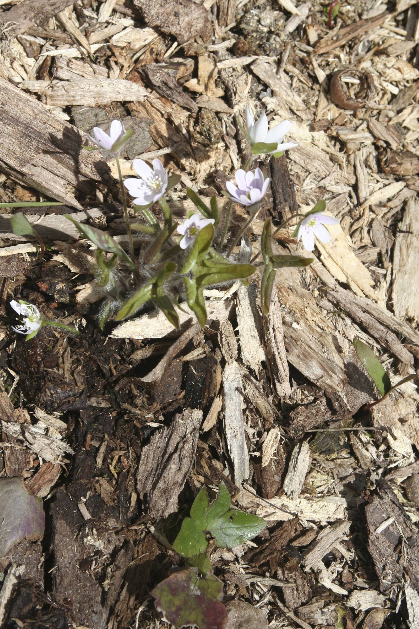 Anemone americana image