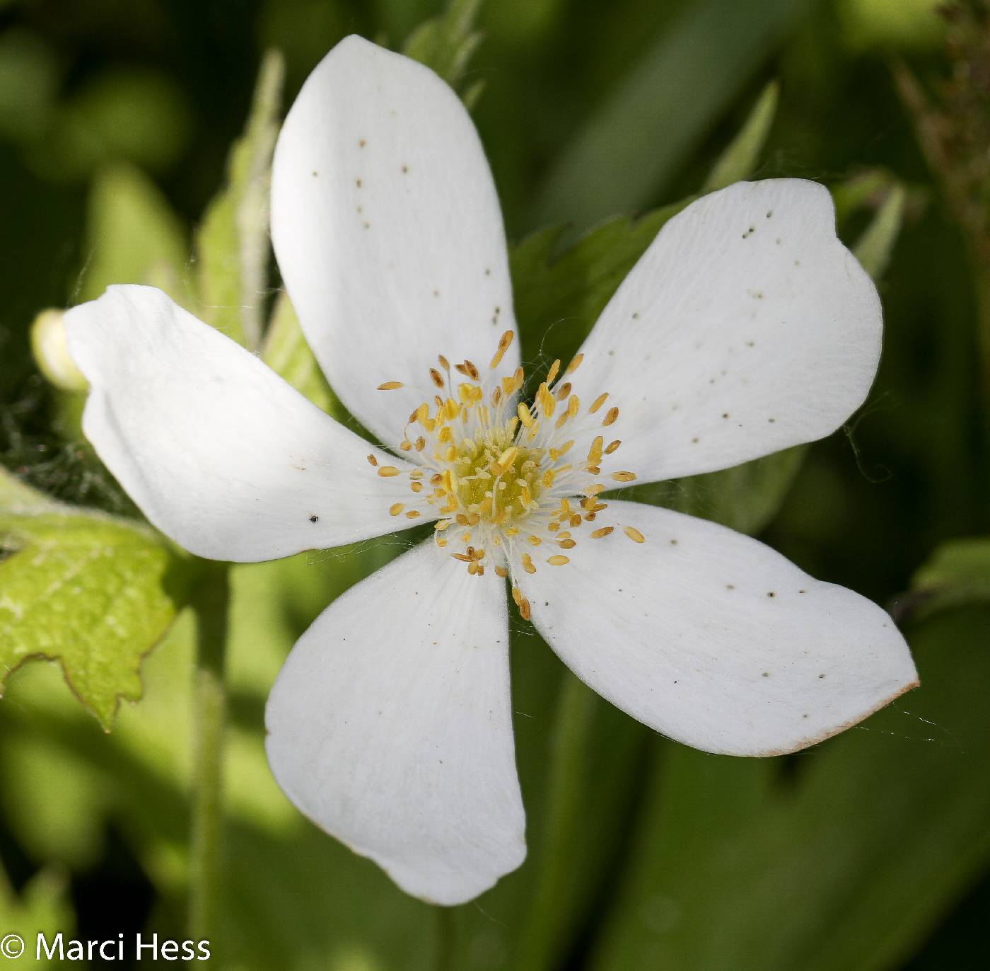 Anemone canadensis image