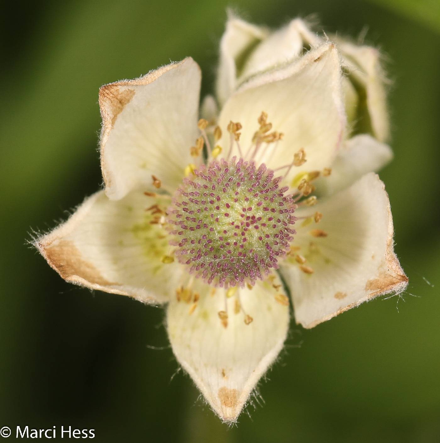Anemone cylindrica image