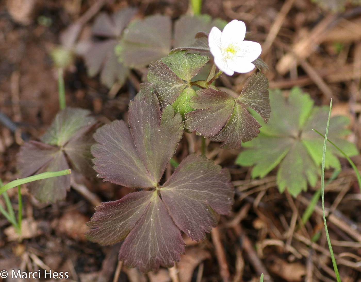 Anemone quinquefolia image