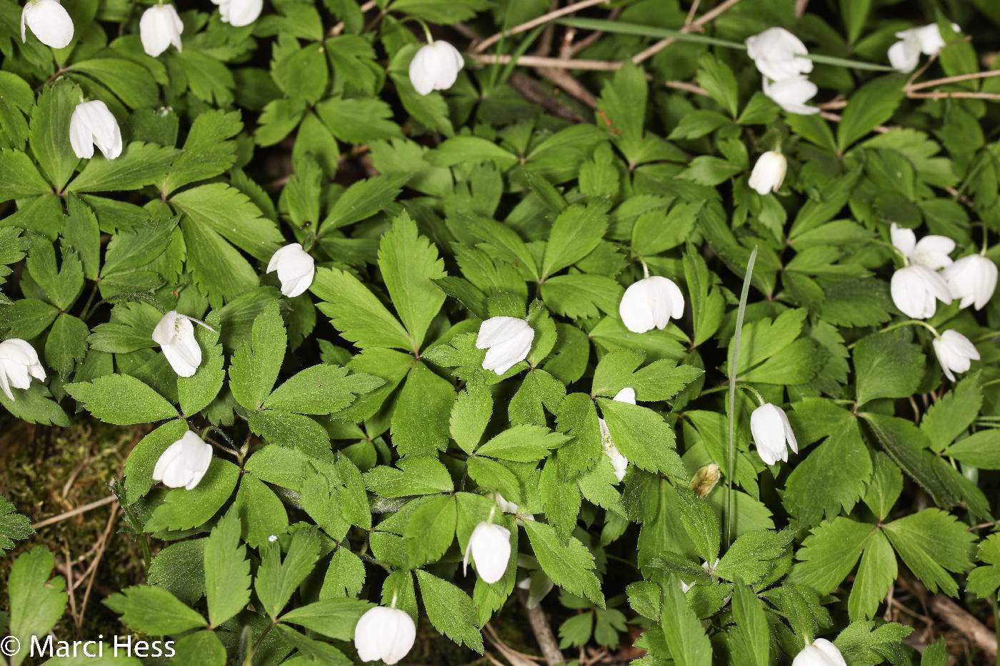 Anemone quinquefolia image