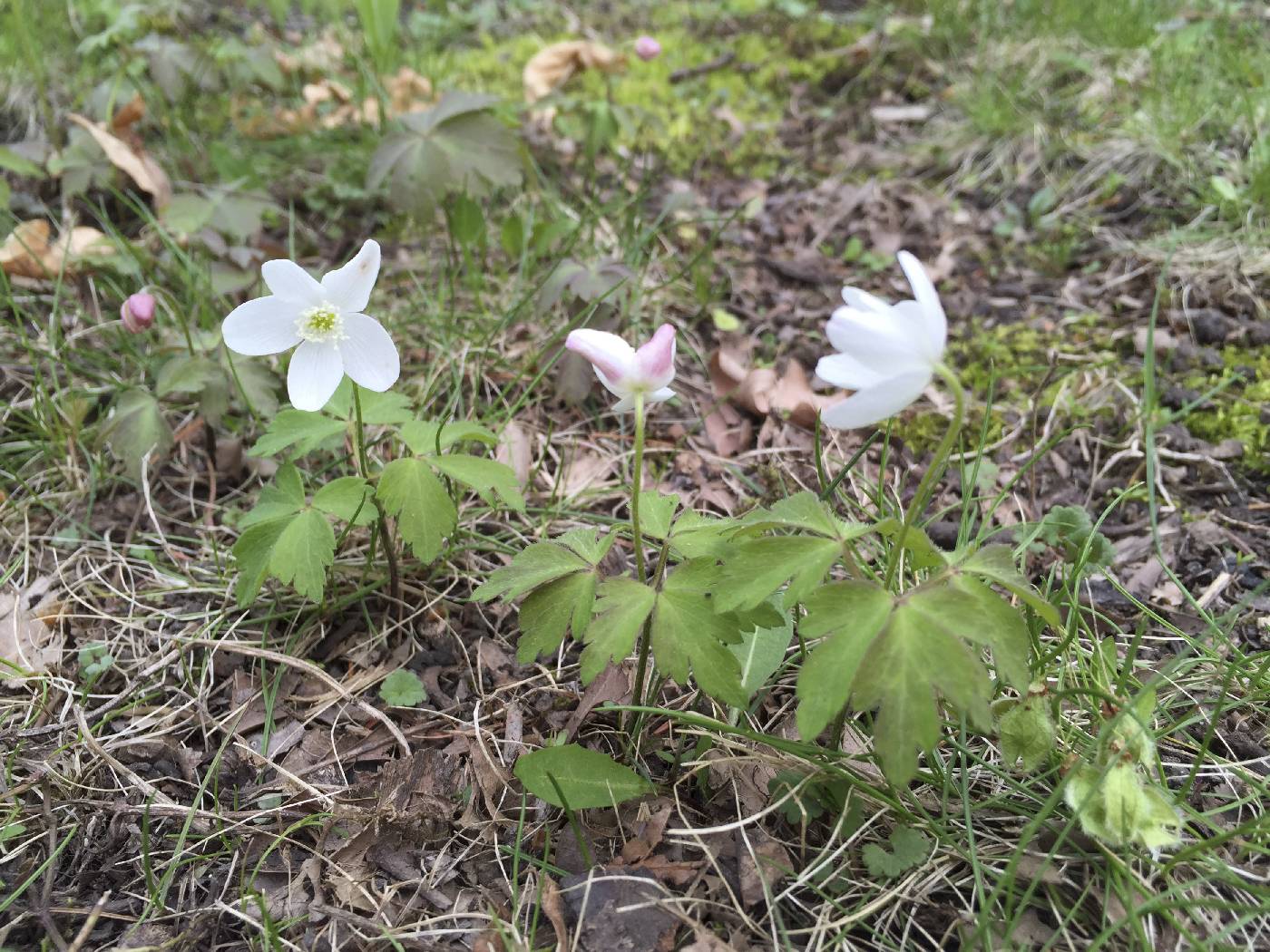 Anemone quinquefolia image