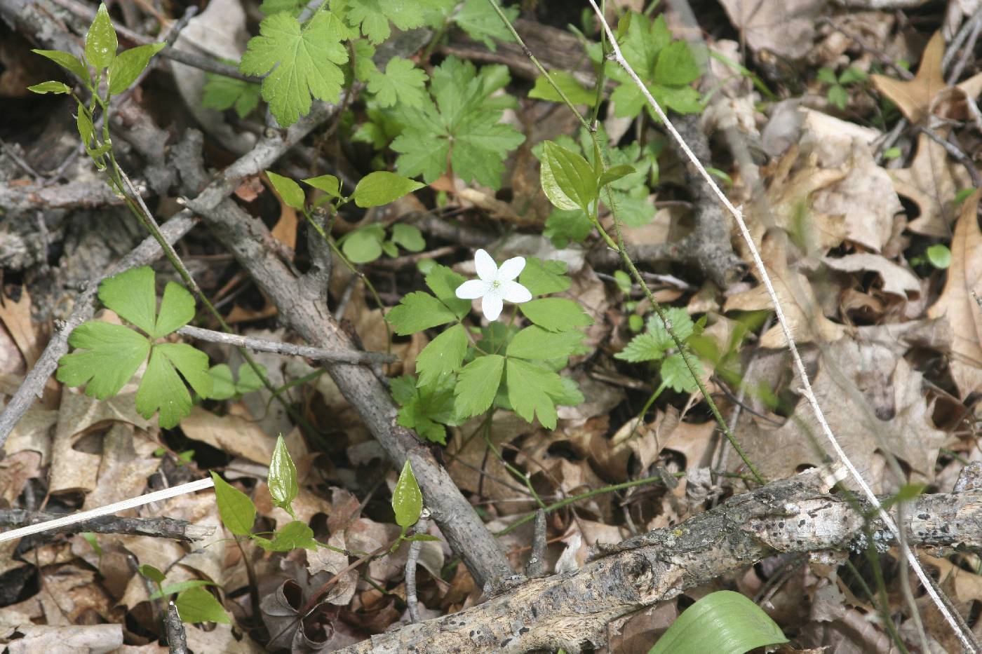 Anemone quinquefolia image