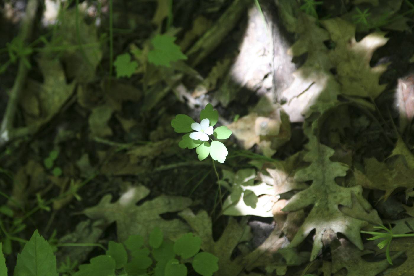 Anemone quinquefolia image