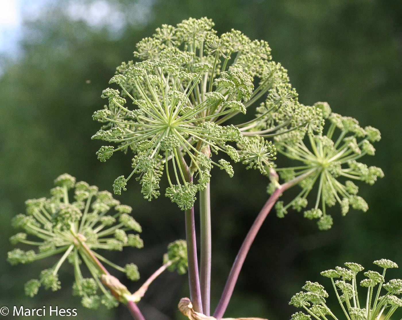 Angelica atropurpurea image