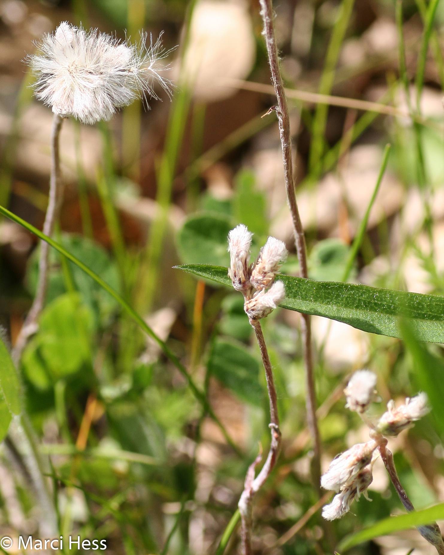 Antennaria neglecta image