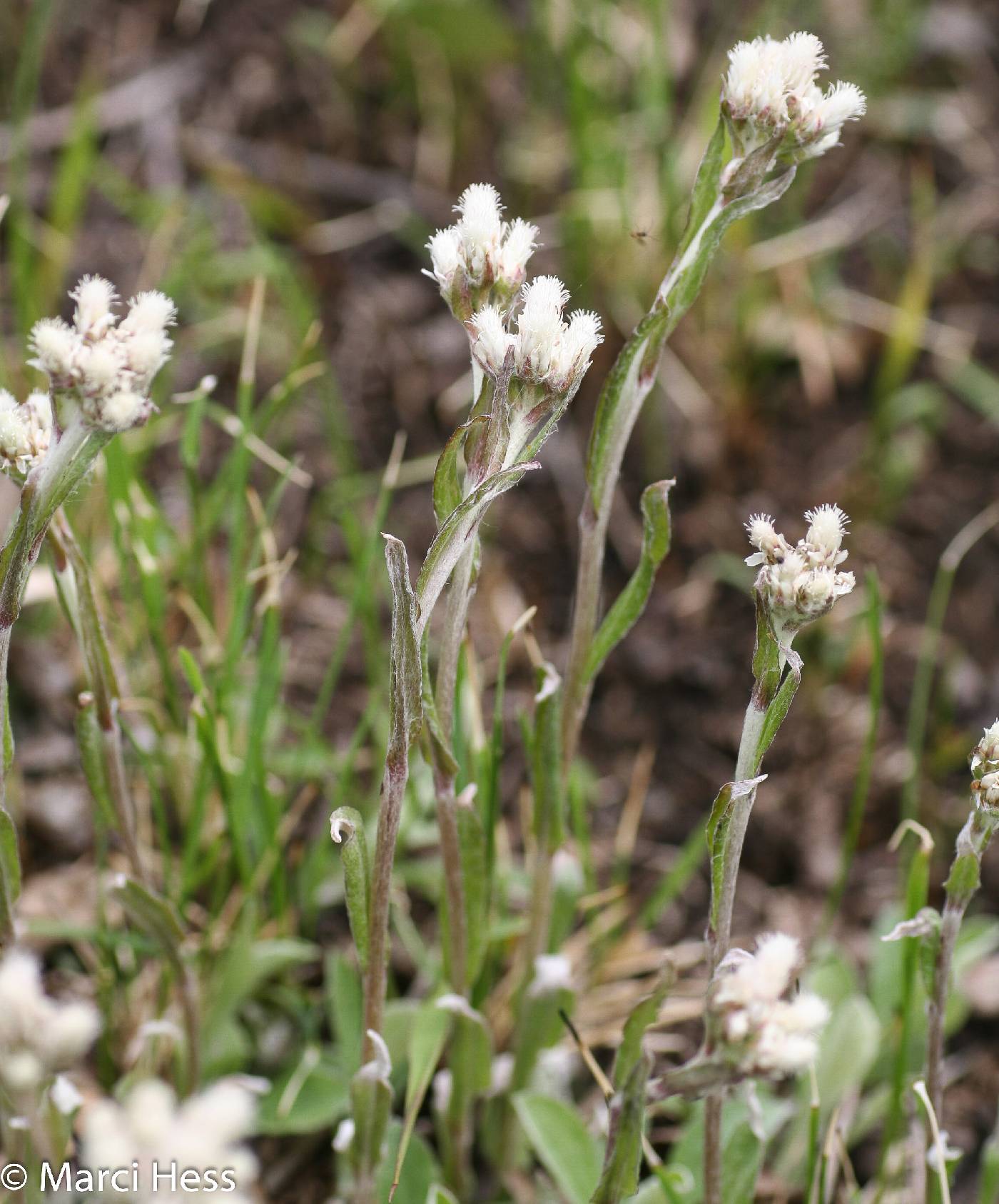 Antennaria neglecta image