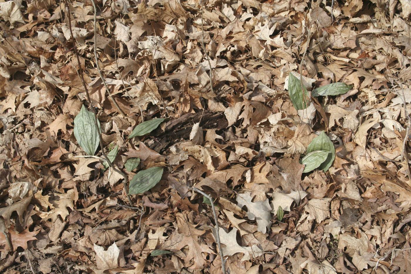 Aplectrum hyemale image