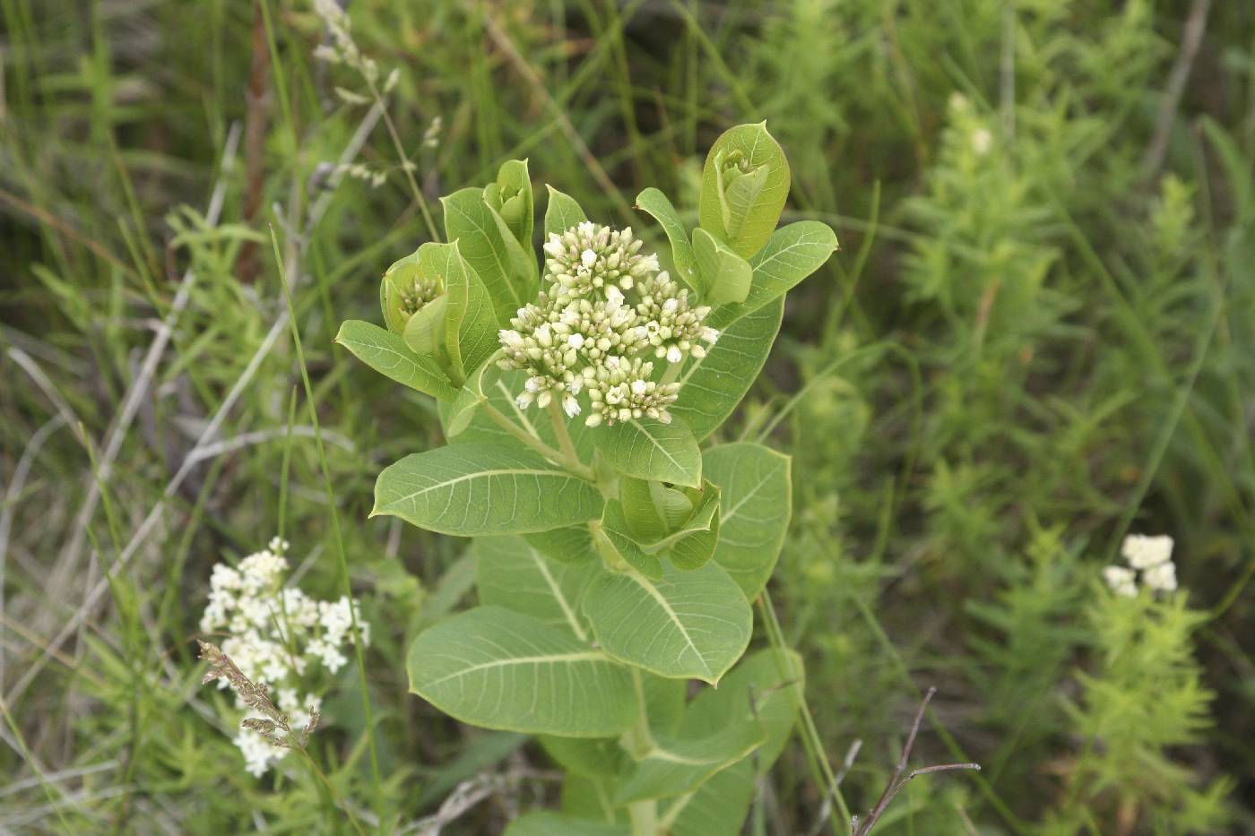 Apocynum cannabinum image