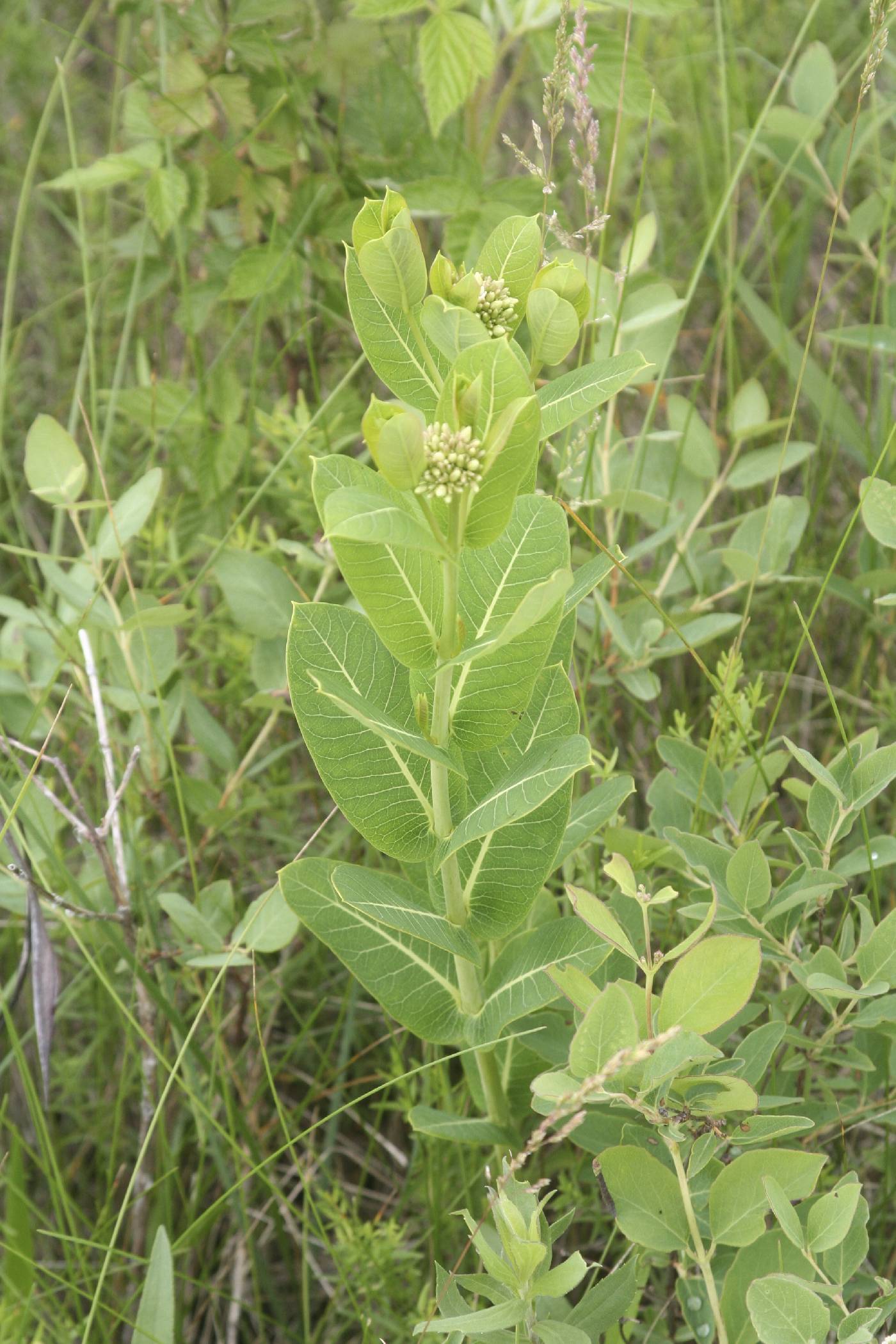 Apocynum cannabinum image