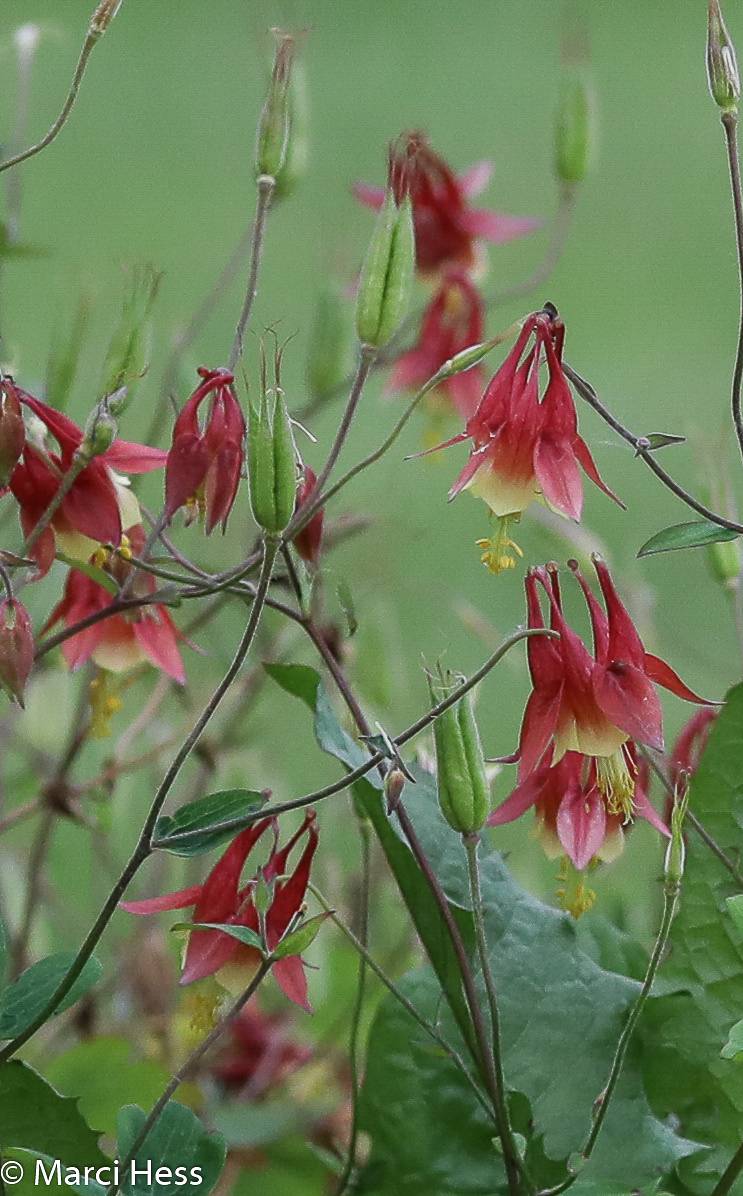 Aquilegia canadensis image