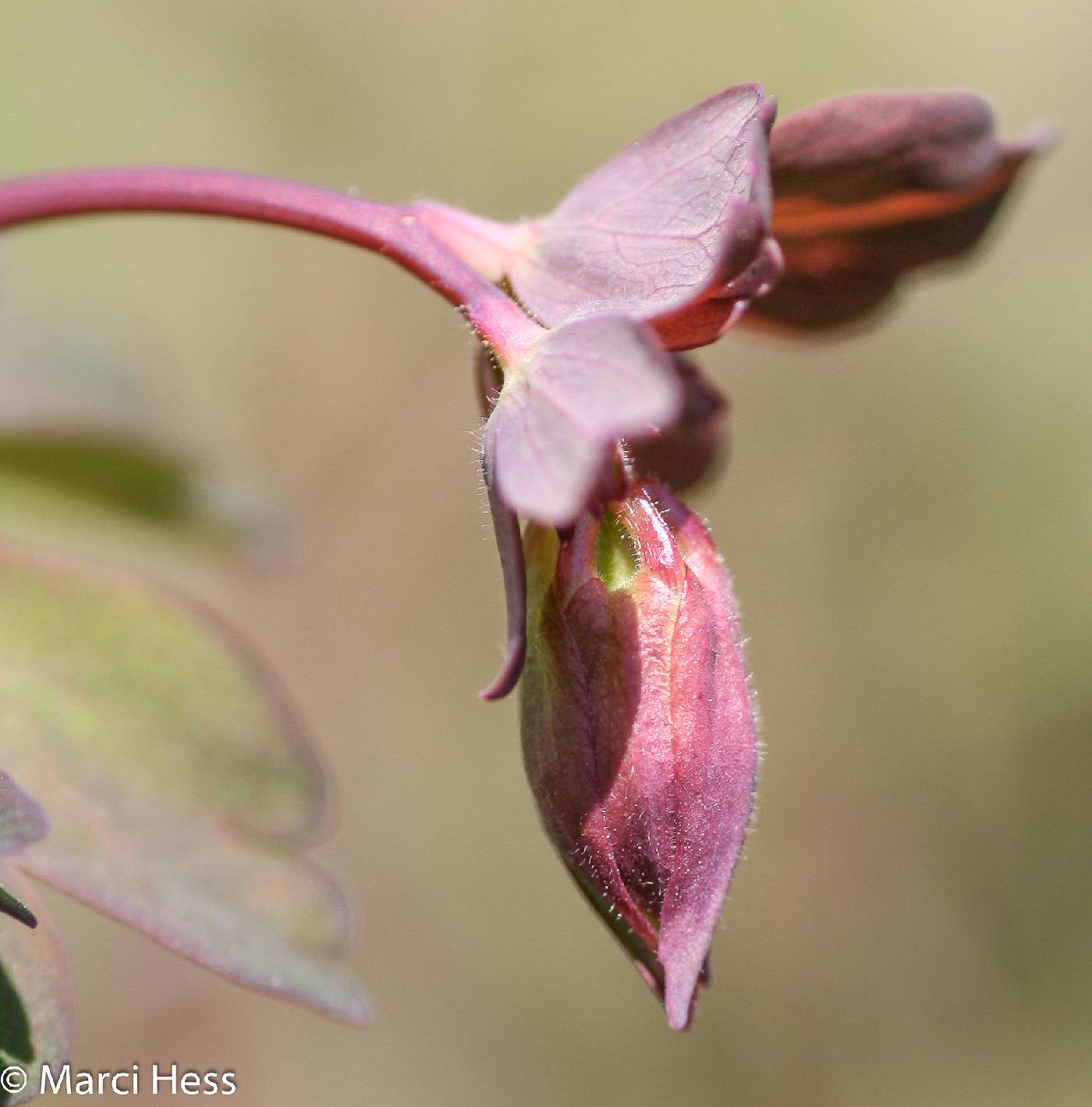 Aquilegia canadensis image