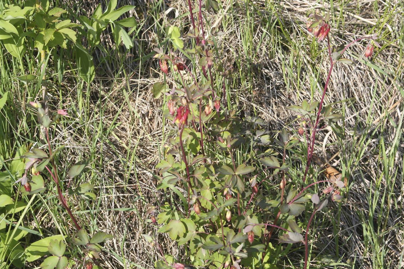 Aquilegia canadensis image