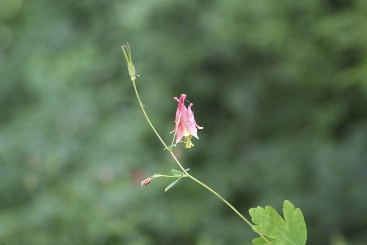 Aquilegia canadensis image