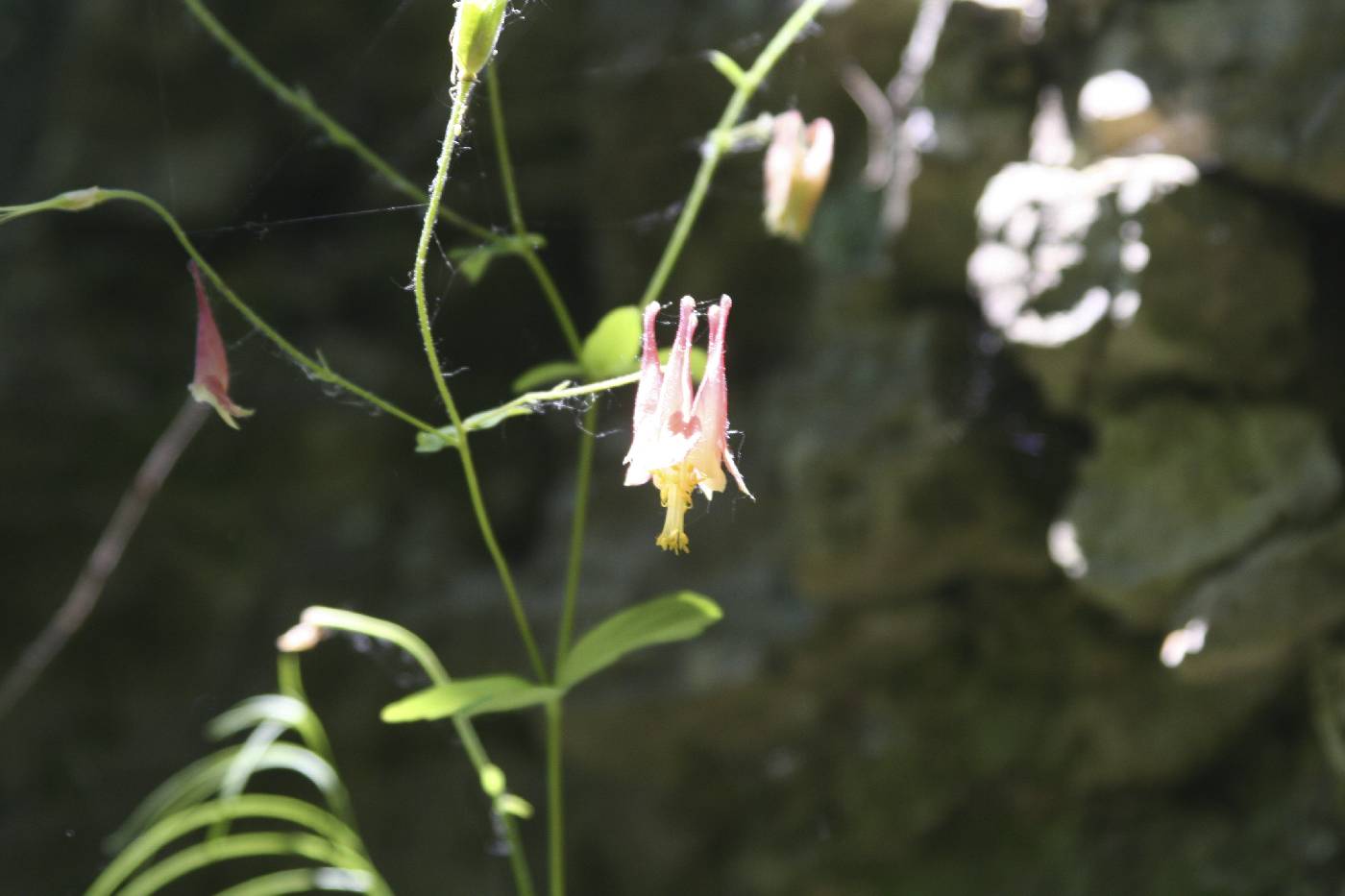 Aquilegia canadensis image