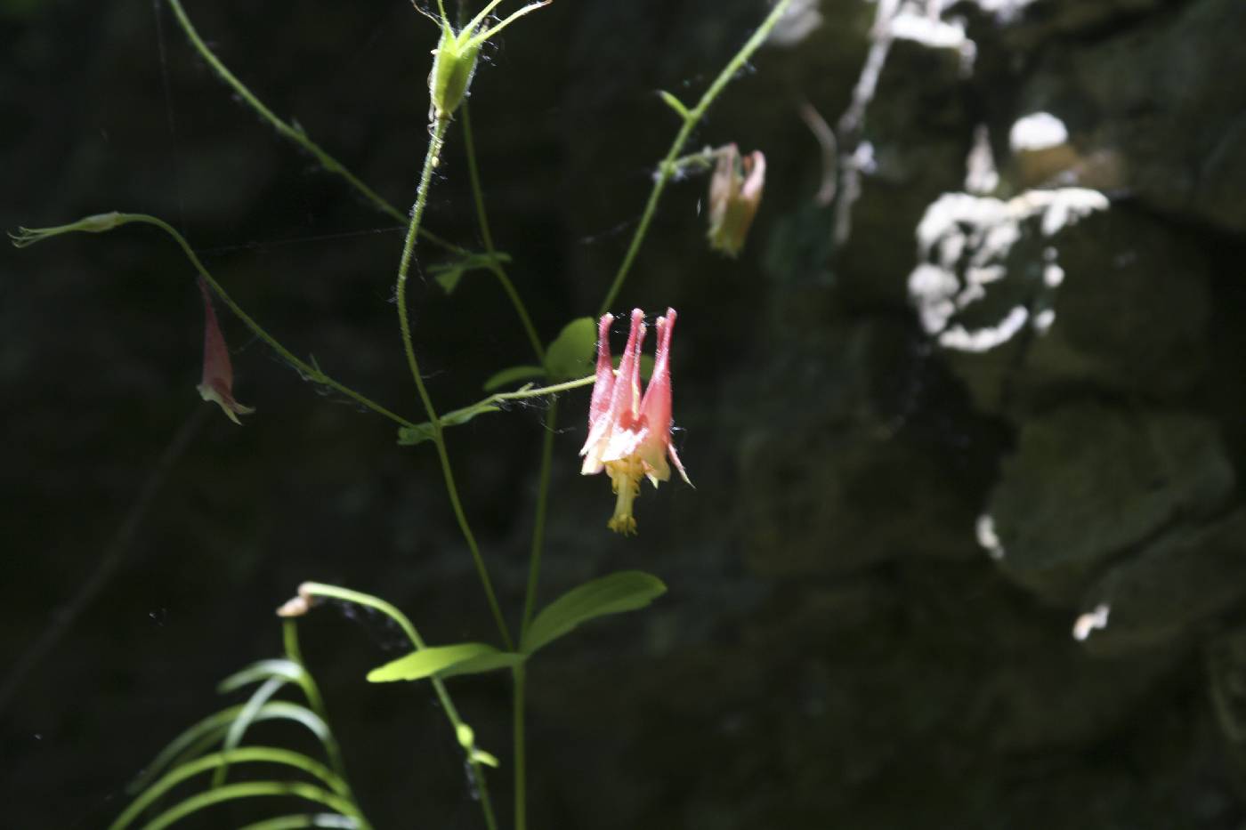 Aquilegia canadensis image