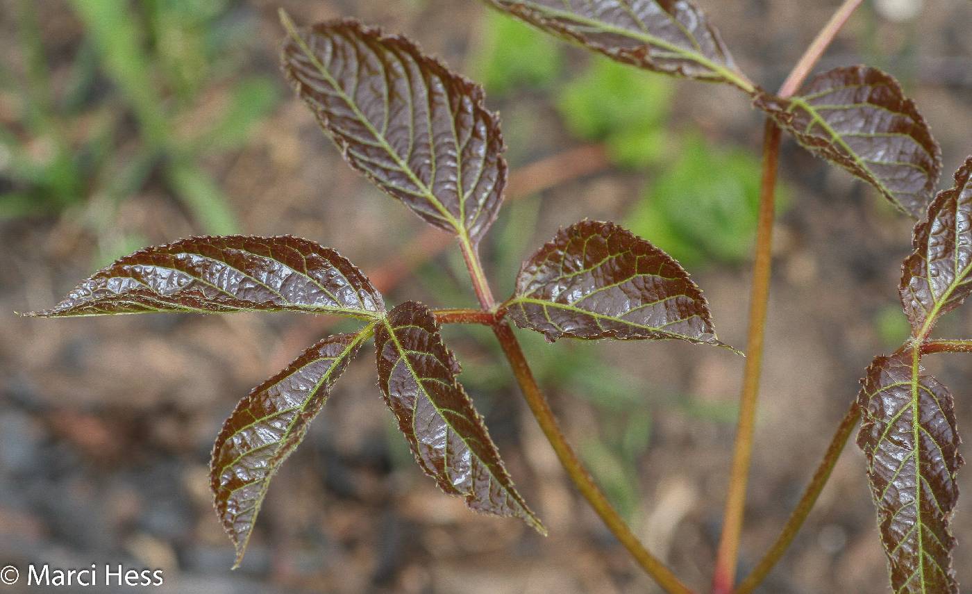 Aralia nudicaulis image