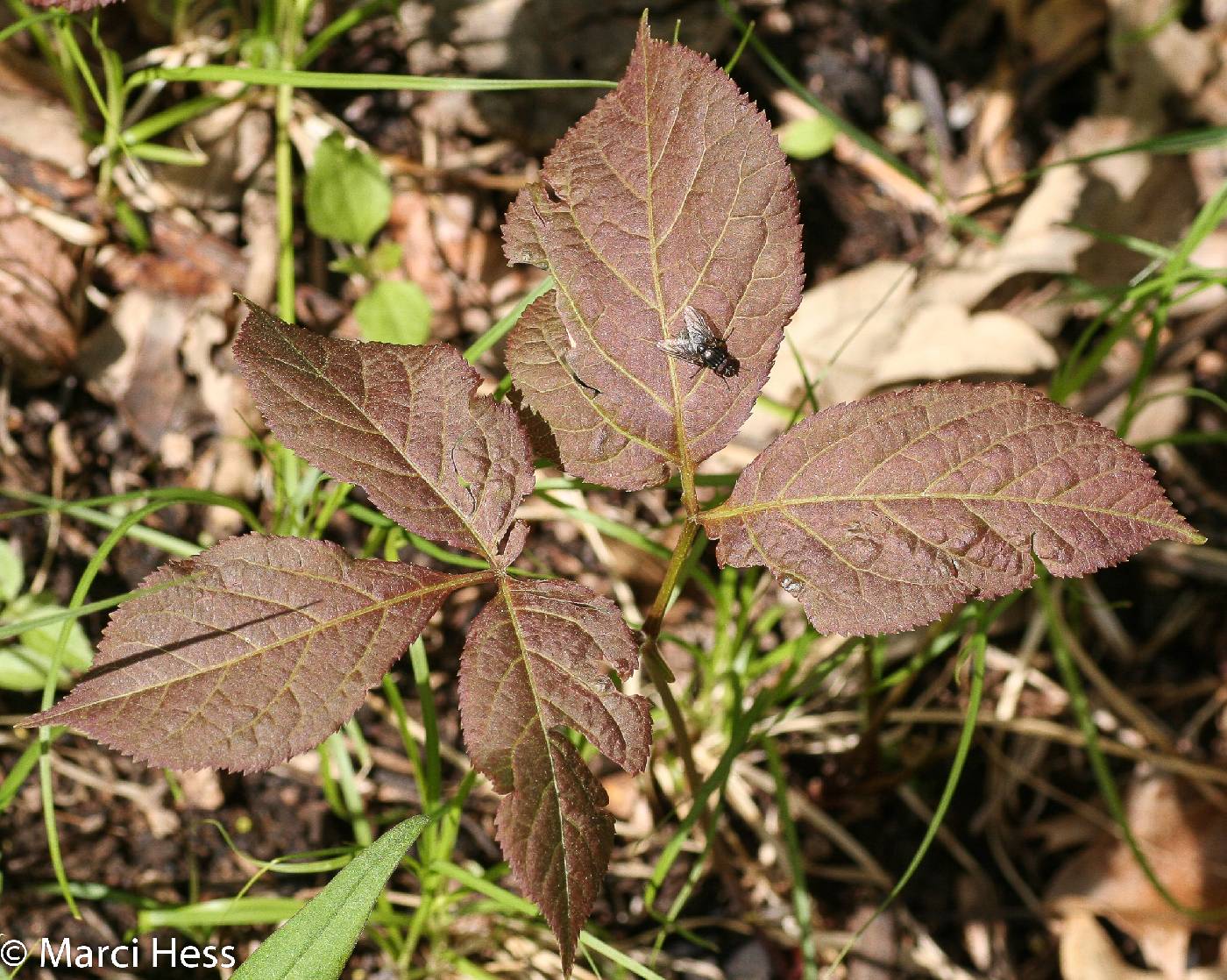 Aralia nudicaulis image