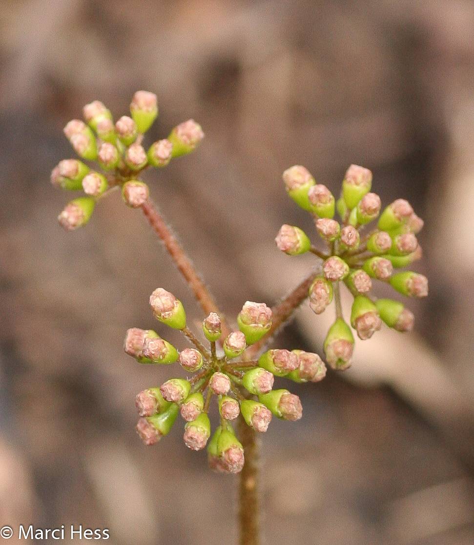 Aralia nudicaulis image