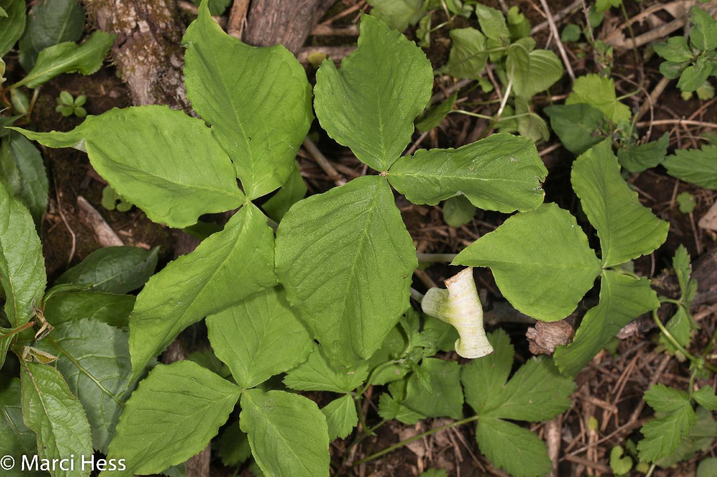 Arisaema triphyllum image
