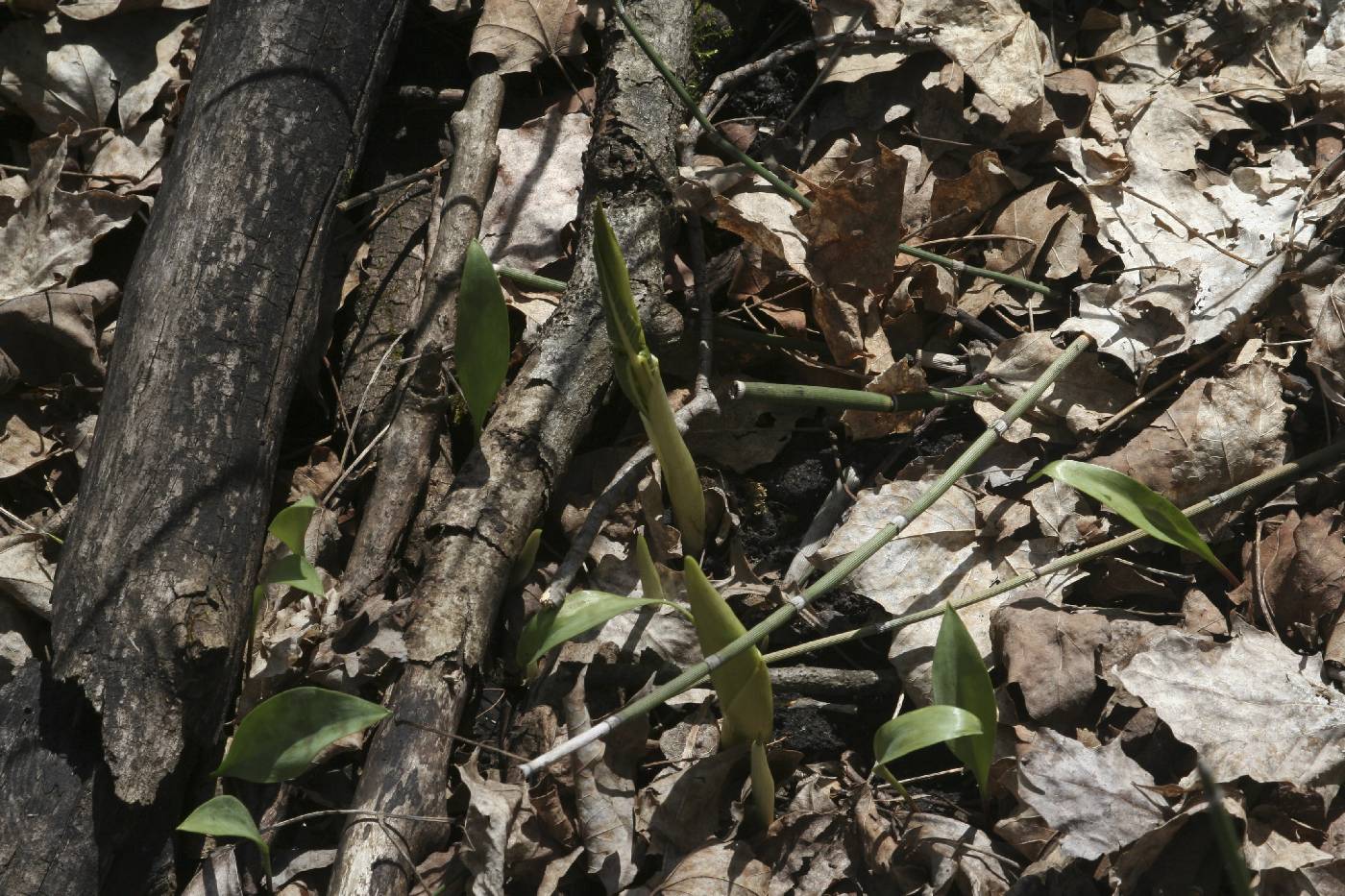 Arisaema triphyllum image