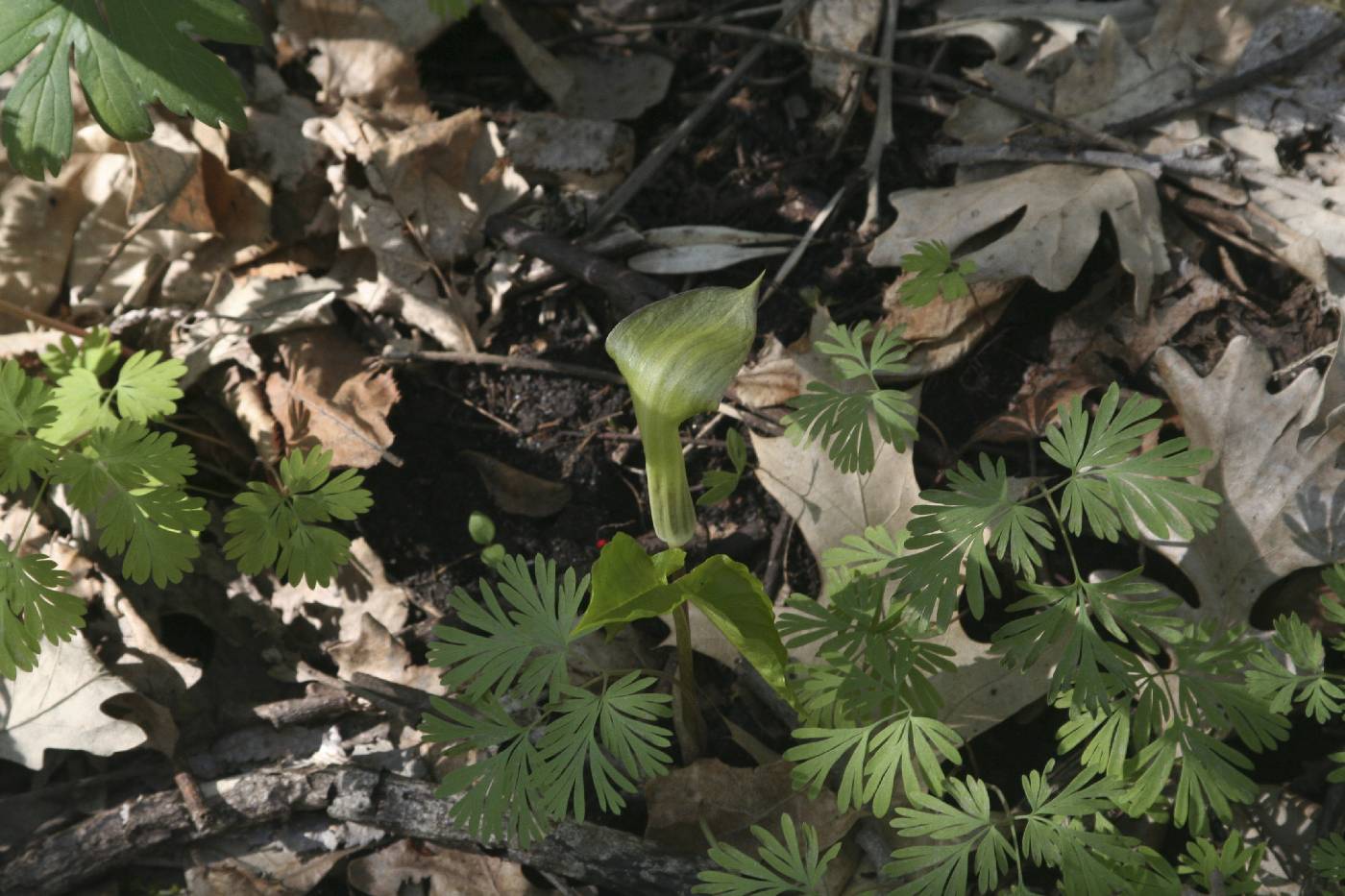 Arisaema triphyllum image