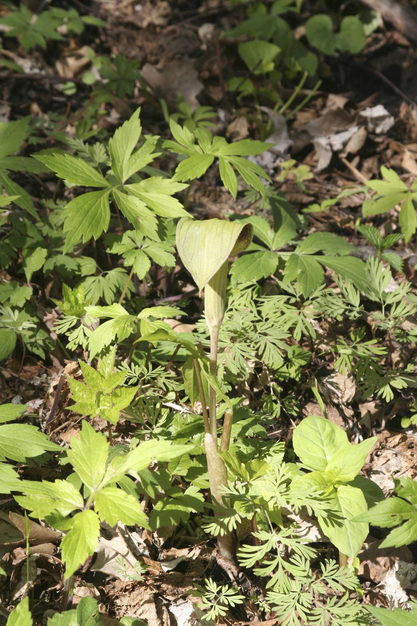 Arisaema triphyllum image