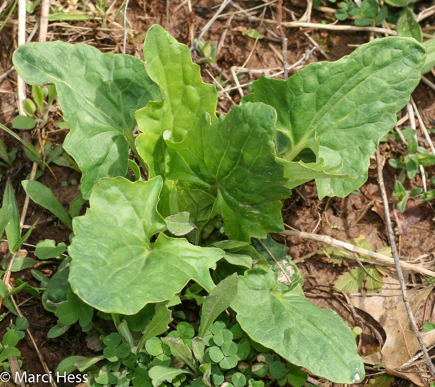 Arnoglossum atriplicifolium image
