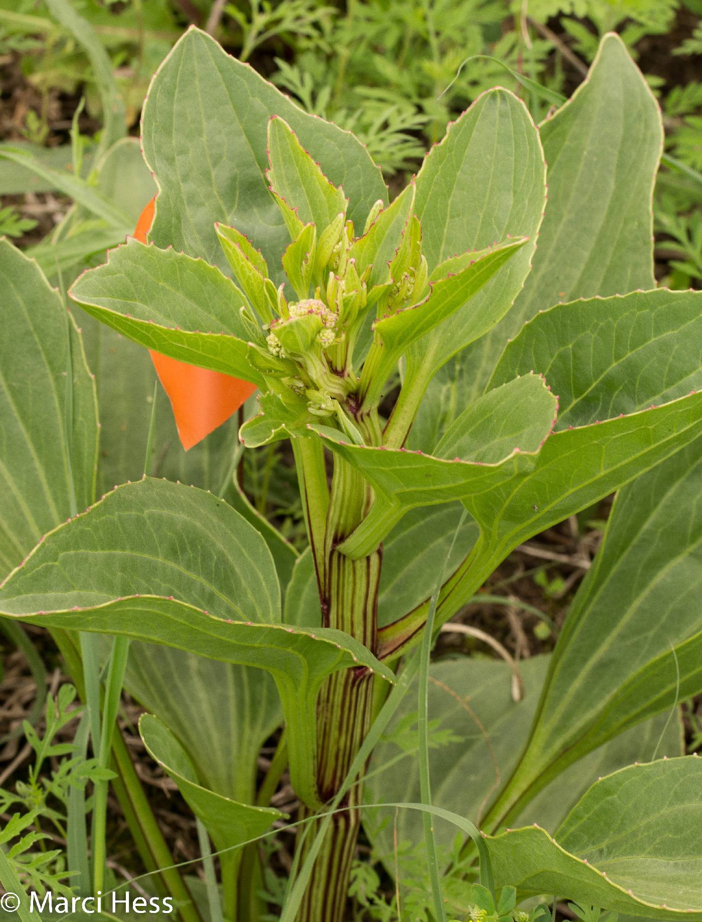 Arnoglossum plantagineum image