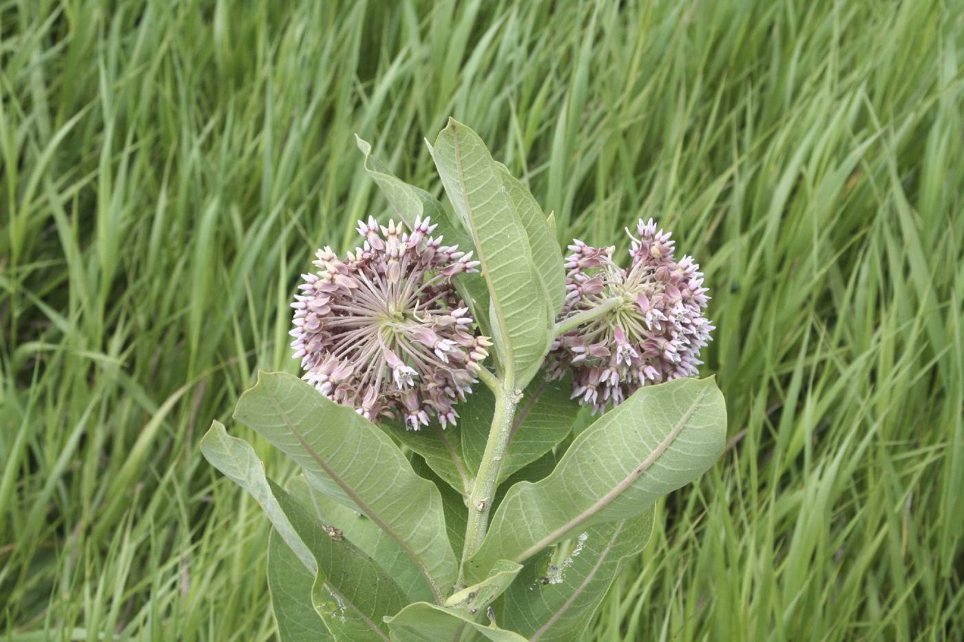 Asclepias syriaca image