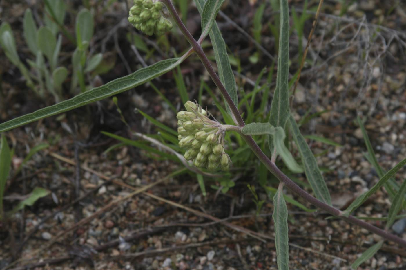 Asclepias viridiflora image