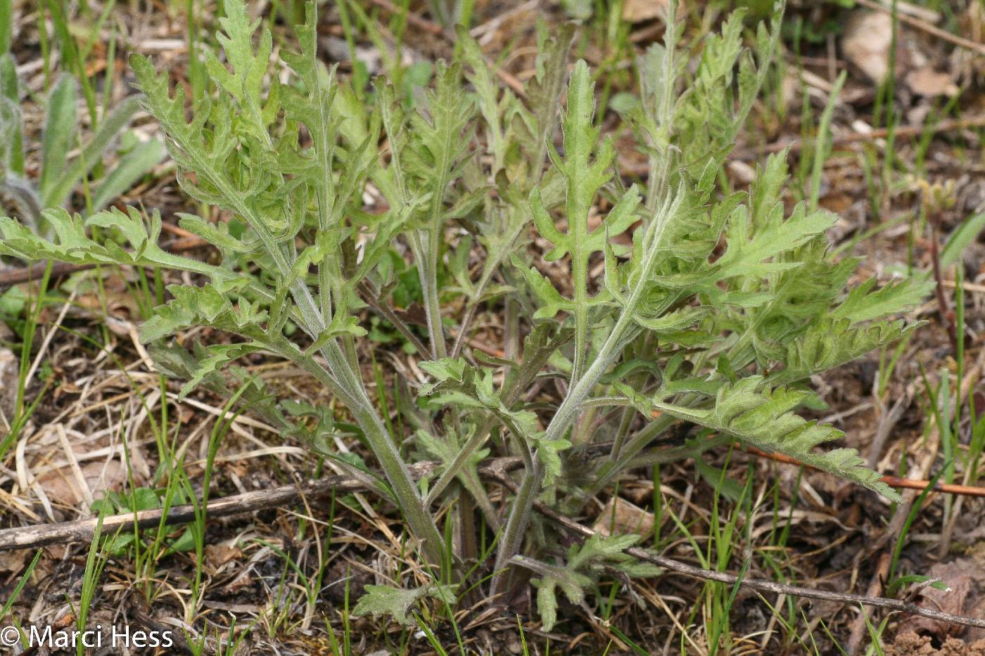 Aureolaria grandiflora image