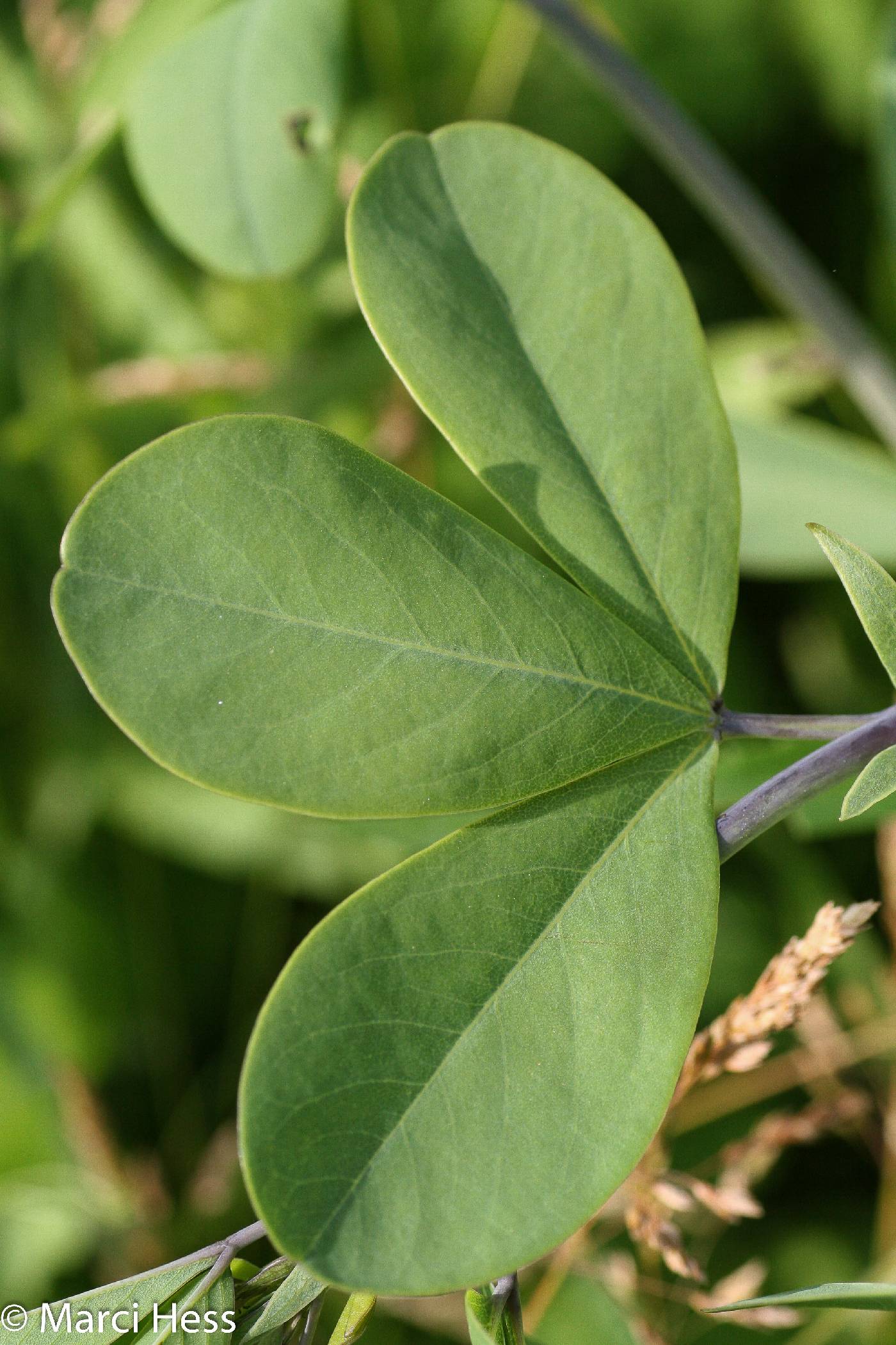 Baptisia lactea image