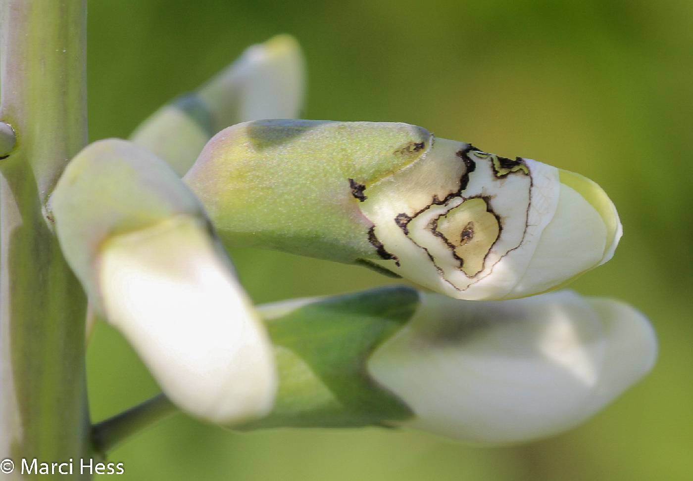 Baptisia lactea image