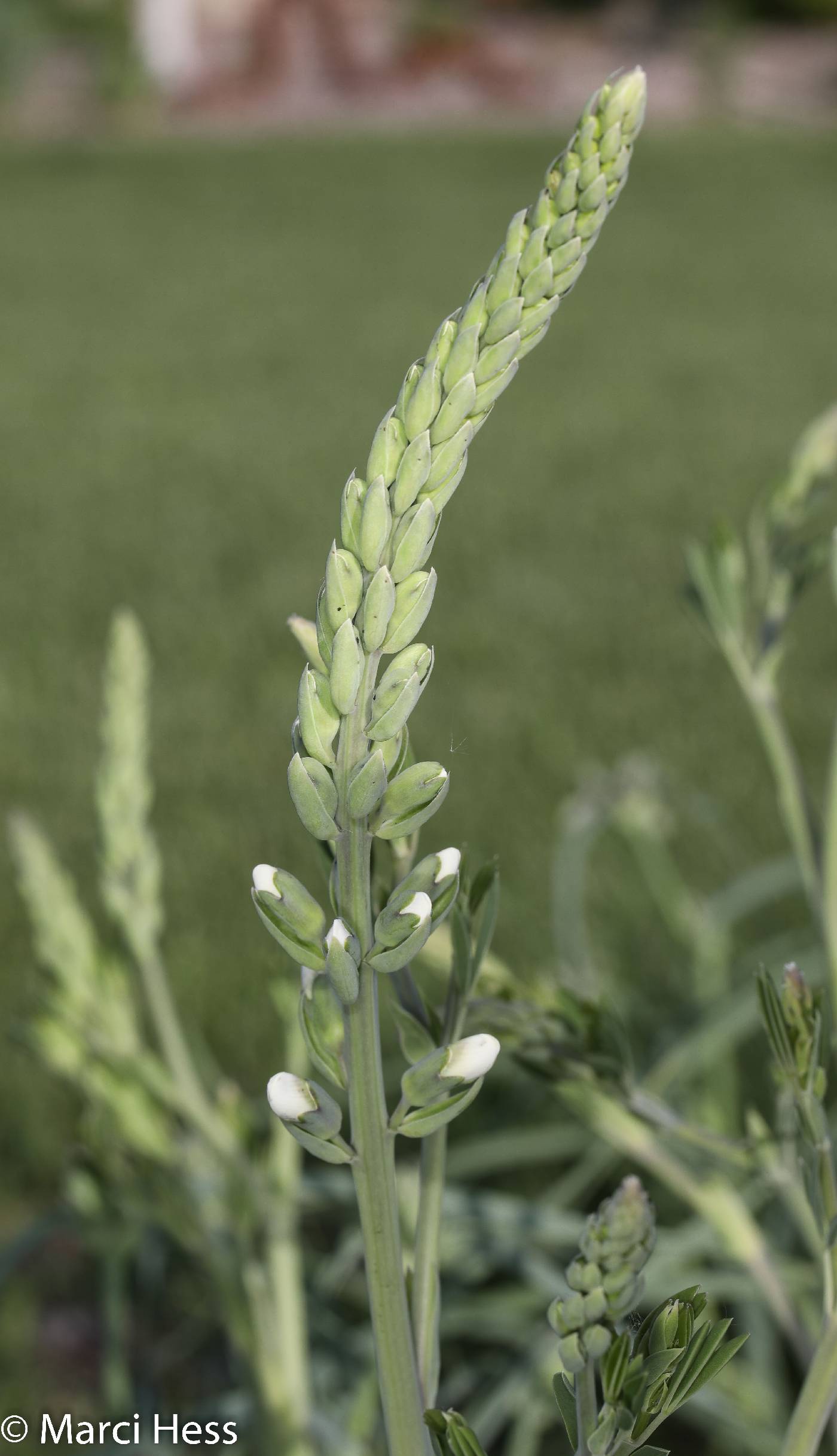 Baptisia lactea image
