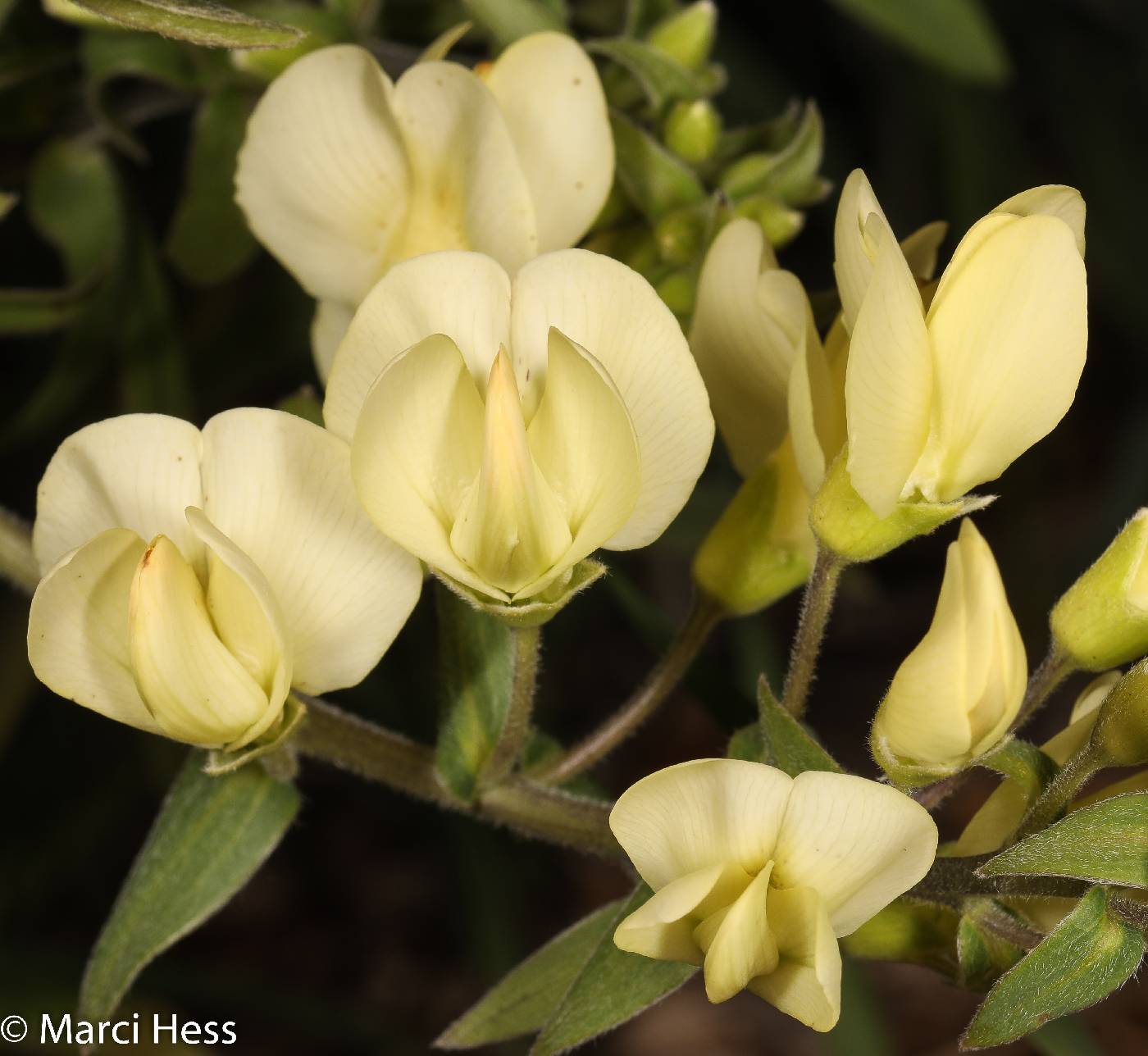 Baptisia leucophaea image