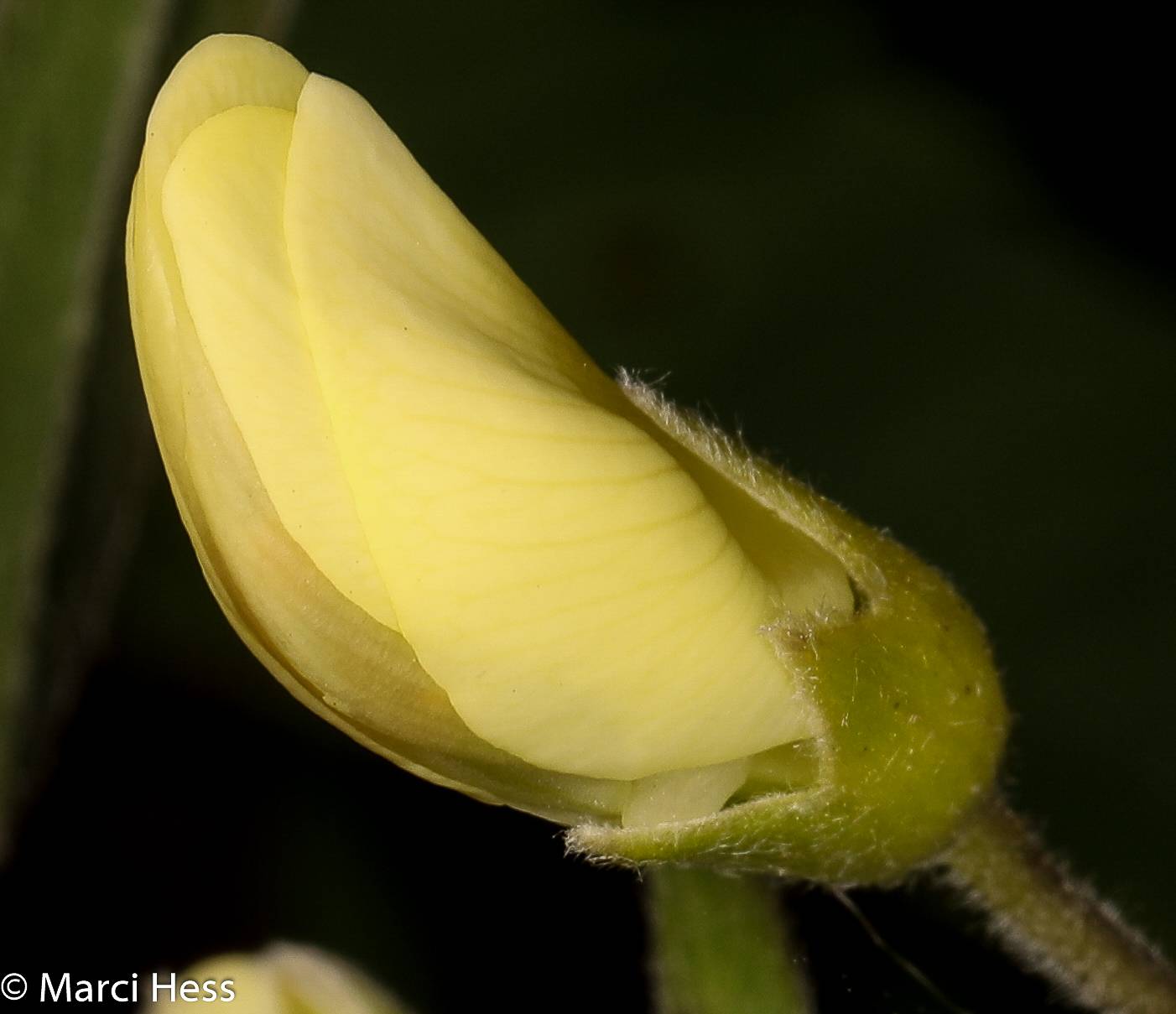Baptisia leucophaea image