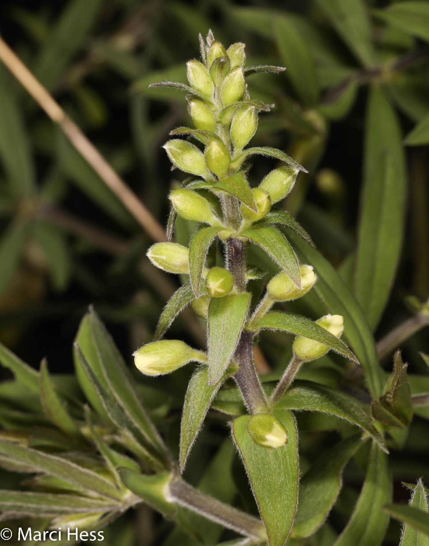 Baptisia leucophaea image